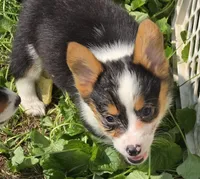 Raina , a female Pembroke Welsh Corgi for sale in Pine Bush, NY – 4 of 10