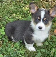 Lobo the low rider , a male Pembroke Welsh Corgi for sale in Pine Bush, NY – 4 of 10