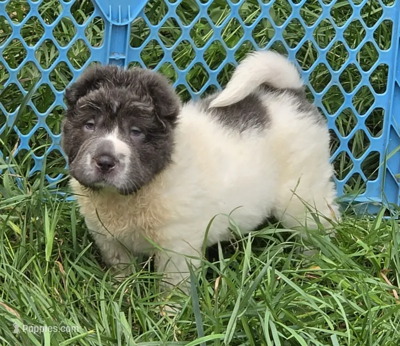 Tara blue flower bear coat mini  – Chinese Shar-Pei, Miniature Shar-Pei puppy for sale in Pine Bush, NY