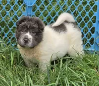 Tara blue flower bear coat mini , a female Chinese Shar-Pei and Miniature Shar-Pei for sale in Pine Bush, NY – 1 of 10