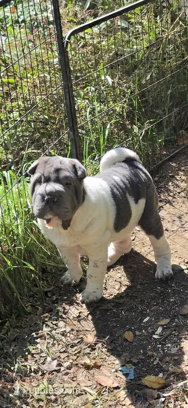 Blue boy  – Chinese Shar-Pei, Miniature Shar-Pei puppy for sale in Pine Bush, NY