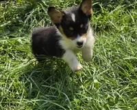 Brea , a female Pembroke Welsh Corgi for sale in Pine Bush, NY – 7 of 9
