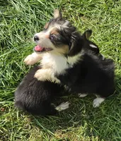 Duffy the fluffy , a male Pembroke Welsh Corgi for sale in Pine Bush, NY – 2 of 10