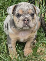 Tinsel lilac and tan merle , a female English Bulldog for sale in Pine Bush, NY – 8 of 10