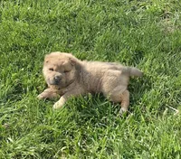Nacho mini bear , a male Chinese Shar-Pei and Miniature Shar-Pei for sale in Pine Bush, NY – 7 of 8