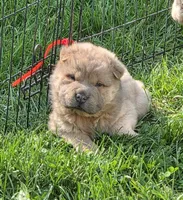 Nacho mini bear , a male Chinese Shar-Pei and Miniature Shar-Pei for sale in Pine Bush, NY – 3 of 8