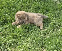 Nacho mini bear , a male Chinese Shar-Pei and Miniature Shar-Pei for sale in Pine Bush, NY – 4 of 8