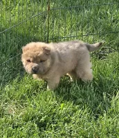 Nacho mini bear , a male Chinese Shar-Pei and Miniature Shar-Pei for sale in Pine Bush, NY – 6 of 8