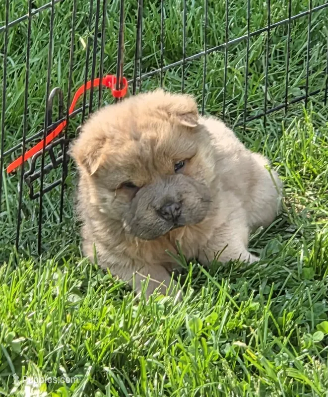 Nacho mini bear  – Chinese Shar-Pei, Miniature Shar-Pei puppy for sale in Pine Bush, NY