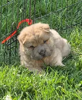 Nacho mini bear , a male Chinese Shar-Pei and Miniature Shar-Pei for sale in Pine Bush, NY – 1 of 8