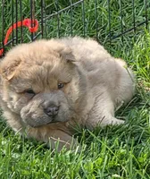 Nacho mini bear , a male Chinese Shar-Pei and Miniature Shar-Pei for sale in Pine Bush, NY – 2 of 8