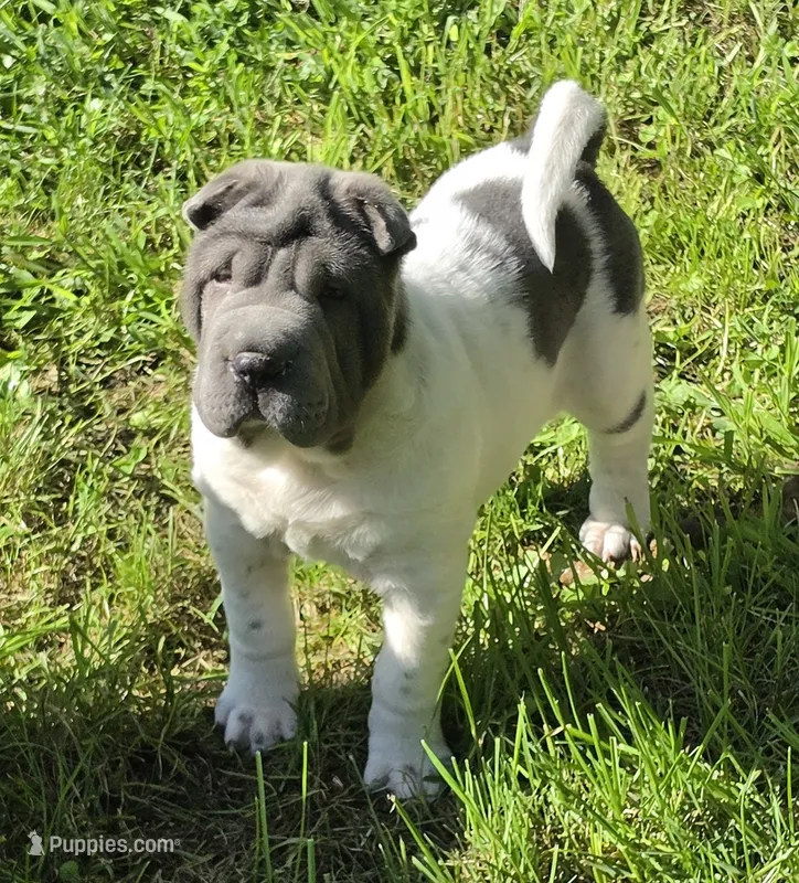 Trevor Blue flower mini brush – Chinese Shar-Pei, Miniature Shar-Pei puppy for sale in Pine Bush, NY