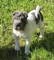 Trevor Blue flower mini brush, a male Chinese Shar-Pei and Miniature Shar-Pei for sale in Pine Bush, NY – 1 of 10