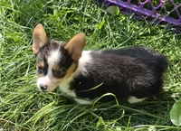 Raina , a female Pembroke Welsh Corgi for sale in Pine Bush, NY – 6 of 10