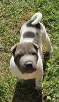 Blueberry mini flower , a female Chinese Shar-Pei and Miniature Shar-Pei for sale in Pine Bush, NY – 8 of 8
