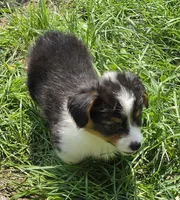 Muffin the fluffy , a female Pembroke Welsh Corgi for sale in Pine Bush, NY – 9 of 10