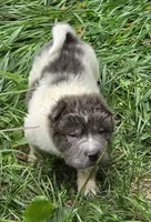Tiny Tom blue flower bear mini , a male Chinese Shar-Pei and Miniature Shar-Pei for sale in Pine Bush, NY – 5 of 10