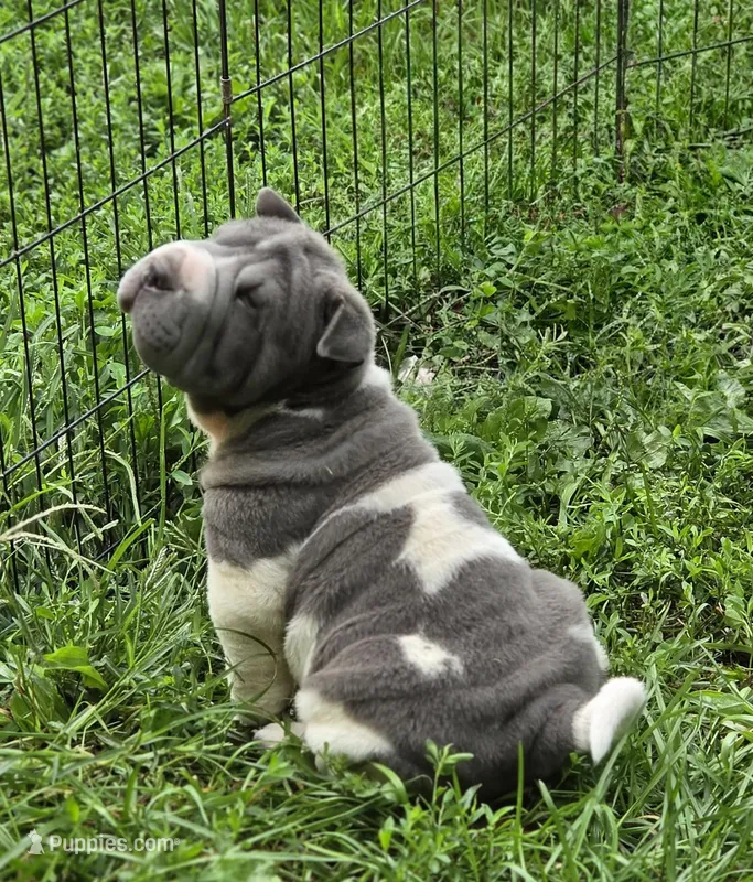 Travis Blue flower bear coat mini  – Chinese Shar-Pei, Miniature Shar-Pei puppy for sale in Pine Bush, NY
