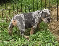 Sparkle lilac and tan merle , a female English Bulldog for sale in Pine Bush, NY – 2 of 6