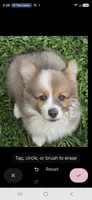 Dazzling Danny, a male Pembroke Welsh Corgi for sale in Pine Bush, NY – 4 of 10
