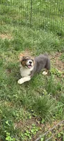 Lynx the low rider , a male Pembroke Welsh Corgi for sale in Pine Bush, NY – 5 of 10