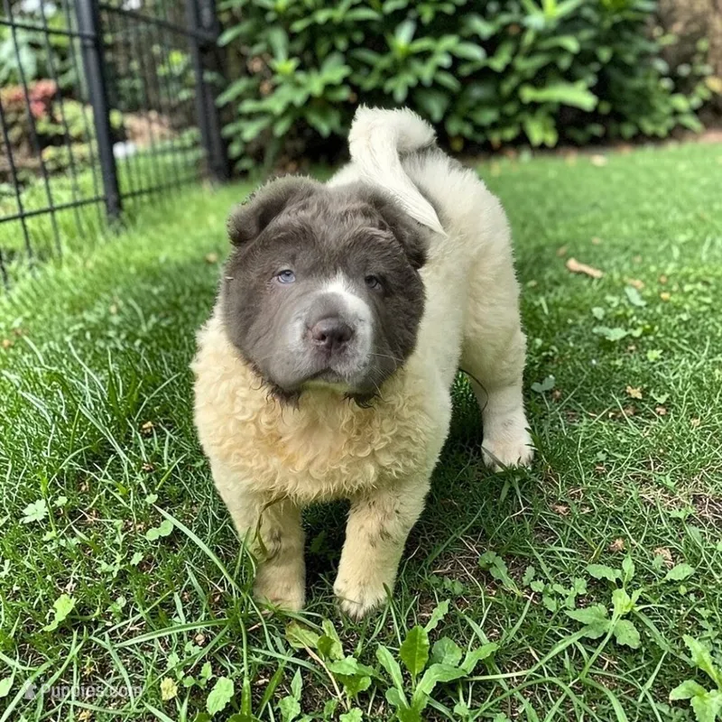 Tara blue flower bear coat mini  – Chinese Shar-Pei, Miniature Shar-Pei puppy for sale in Pine Bush, NY