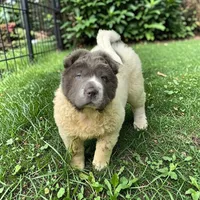 Tara blue flower bear coat mini , a female Chinese Shar-Pei and Miniature Shar-Pei for sale in Pine Bush, NY – 5 of 10