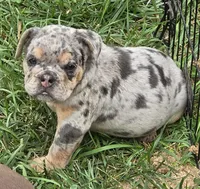 Tinsel lilac and tan merle , a female English Bulldog for sale in Pine Bush, NY – 7 of 10