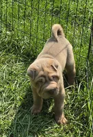Larry, a male Chinese Shar-Pei and Miniature Shar-Pei for sale in Pine Bush, NY – 4 of 10