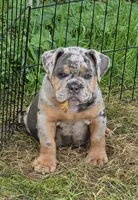 Sparkle blue and tan merle , a female English Bulldog for sale in Pine Bush, NY – 2 of 10