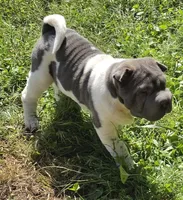 Blue boy , a female Chinese Shar-Pei and Miniature Shar-Pei for sale in Pine Bush, NY – 5 of 6