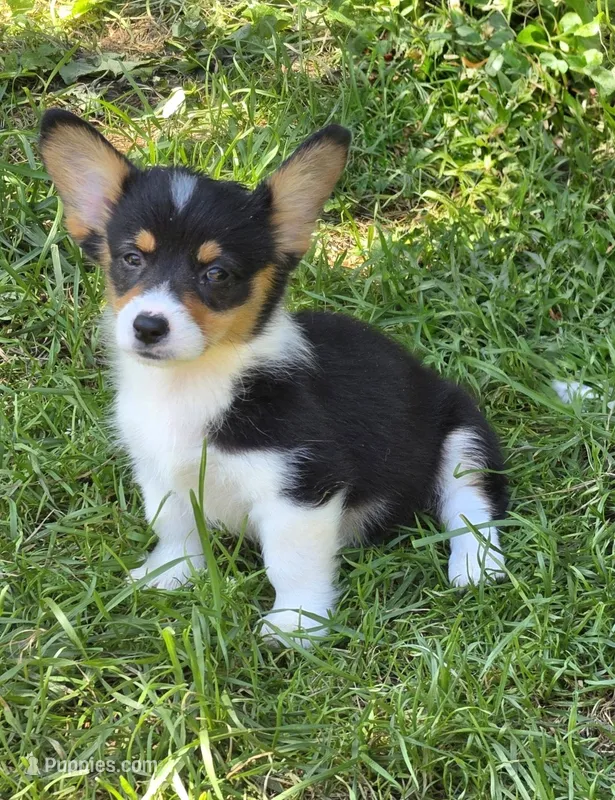 Brea  – Pembroke Welsh Corgi puppy for sale in Pine Bush, NY