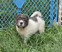 Tabitha blue flower bear mini , a female Chinese Shar-Pei and Miniature Shar-Pei for sale in Pine Bush, NY – 2 of 10
