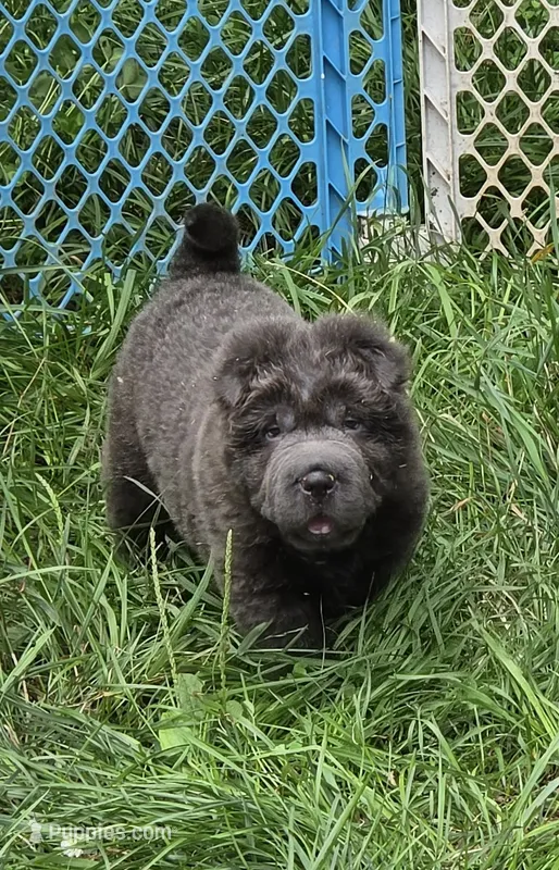 Troy blue bear coat mini  – Chinese Shar-Pei, Miniature Shar-Pei puppy for sale in Pine Bush, NY