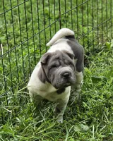 Tina Blue flower mini brush, a female Chinese Shar-Pei and Miniature Shar-Pei for sale in Pine Bush, NY – 2 of 10