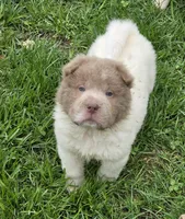 Banksy mini lilac flower bear , a male Chinese Shar-Pei and Miniature Shar-Pei for sale in Pine Bush, NY – Photo 9 of 10