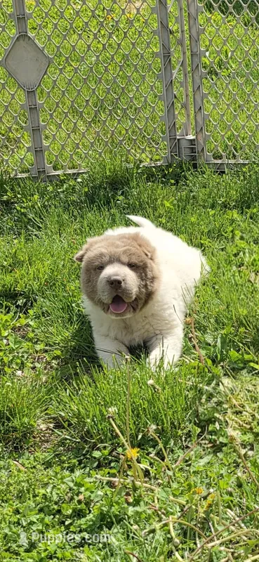 Banksy mini lilac flower bear  – Chinese Shar-Pei, Miniature Shar-Pei puppy for sale in Pine Bush, NY
