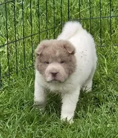 Banksy mini lilac flower bear , a male Chinese Shar-Pei and Miniature Shar-Pei for sale in Pine Bush, NY – Photo 3 of 10