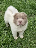 Banksy mini lilac flower bear , a male Chinese Shar-Pei and Miniature Shar-Pei for sale in Pine Bush, NY – Photo 7 of 10