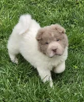 Banksy mini lilac flower bear , a male Chinese Shar-Pei and Miniature Shar-Pei for sale in Pine Bush, NY – Photo 4 of 10