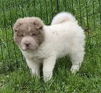 Banksy mini lilac flower bear , a male Chinese Shar-Pei and Miniature Shar-Pei for sale in Pine Bush, NY – Photo 2 of 10