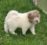Banksy mini lilac flower bear , a male Chinese Shar-Pei and Miniature Shar-Pei for sale in Pine Bush, NY – Photo 10 of 10
