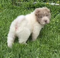 Banksy mini lilac flower bear , a male Chinese Shar-Pei and Miniature Shar-Pei for sale in Pine Bush, NY – Photo 6 of 10