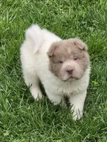 Banksy mini lilac flower bear , a male Chinese Shar-Pei and Miniature Shar-Pei for sale in Pine Bush, NY – Photo 5 of 10