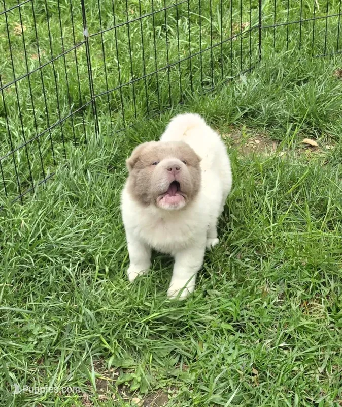 Banksy mini lilac flower bear  – Chinese Shar-Pei, Miniature Shar-Pei puppy for sale in Pine Bush, NY