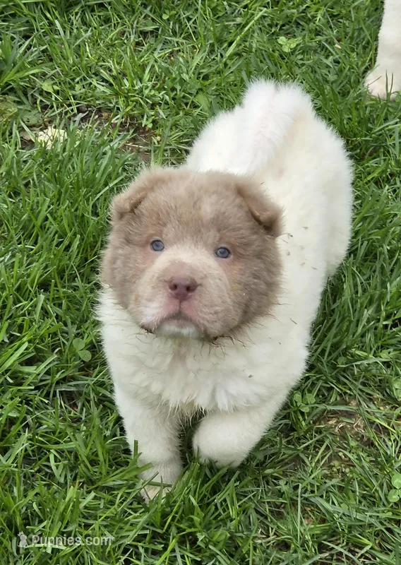 Banksy mini lilac flower bear  – Chinese Shar-Pei, Miniature Shar-Pei puppy for sale in Pine Bush, NY