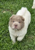Banksy mini lilac flower bear , a male Chinese Shar-Pei and Miniature Shar-Pei for sale in Pine Bush, NY – Photo 1 of 10