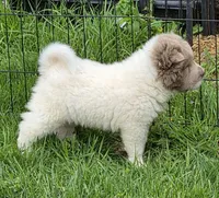 Banksy mini lilac flower bear , a male Chinese Shar-Pei and Miniature Shar-Pei for sale in Pine Bush, NY – Photo 8 of 10