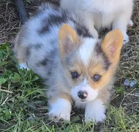 Gorgeous George , a male Pembroke Welsh Corgi for sale in Pine Bush, NY – 4 of 9