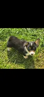 Brea , a female Pembroke Welsh Corgi for sale in Pine Bush, NY – 5 of 9